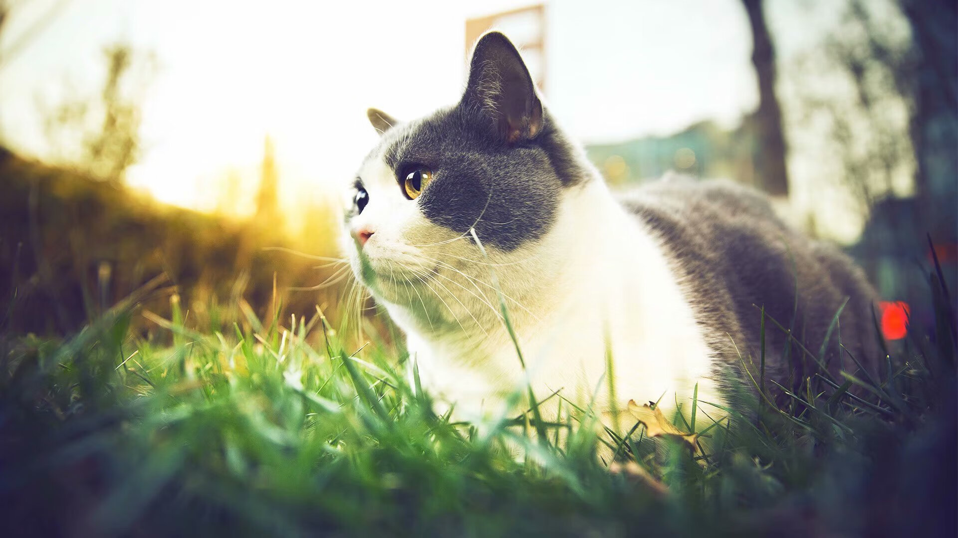 OG·阿努诺比在NBA常规赛中贡献稳定,猛龙阿努诺比