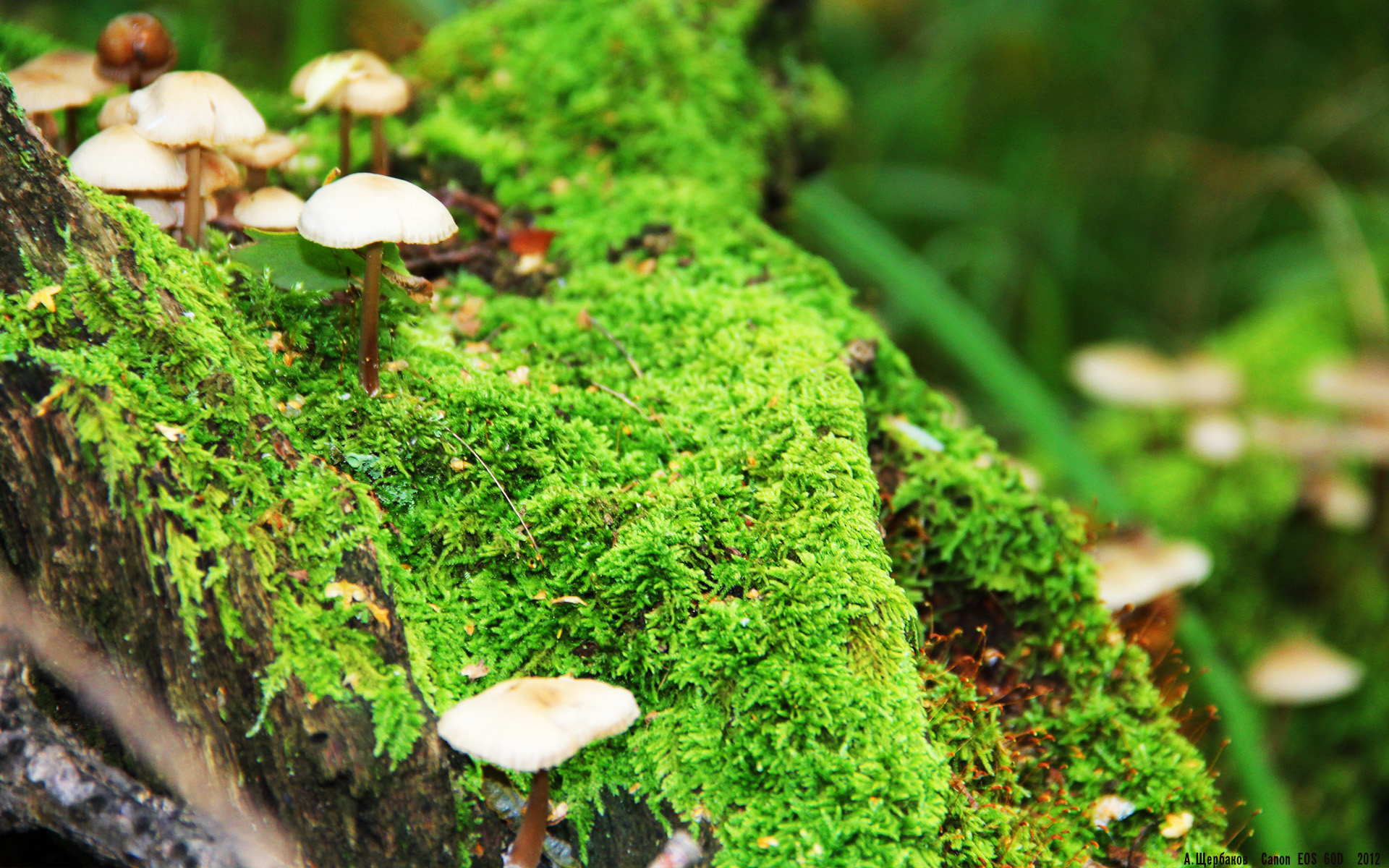 史上最辉煌“冠军夜”回顾，荣耀永存！，冠军hqmg